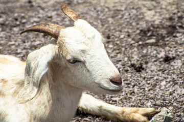 Baby Goat on confinement in Brazil