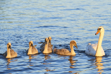  Swan mother with chicks floating on lake at sunset. Mute swan family. Beautiful young swans in lake. Selective focus
