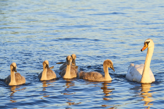 Swan mother with chicks floating on lake at sunset. Mute swan family. Beautiful young swans in lake. Selective focus
