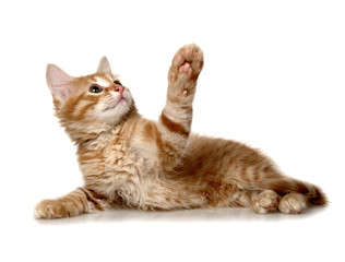 cat on white background