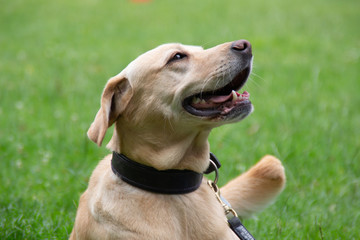 Labrador