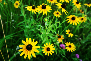 Fototapeta premium Bright Wild Camomiles close-up. Wild Daisies & Bright Green Grass. Beautiful yellow flowers in the field