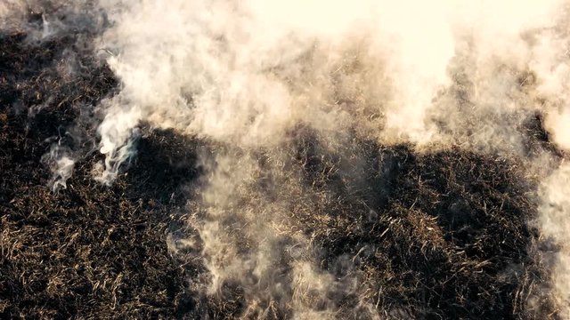 Black smoldering dry grass with smoke in wood. Burning fields wildfire close up. Danger of forest burn in the heat.