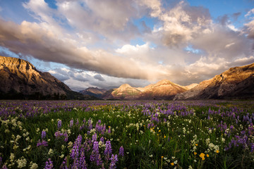 Obraz premium Wildflower Heaven | Waterton Glacier International Peace Park Canada