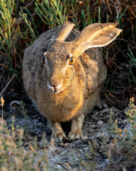 Black-tailed jackrabbit, seen in the wild near a north California marsh 