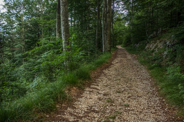 Fototapeta na wymiar soft focus lonely trail in deep forest nature mountain landscape in summer colorful day time