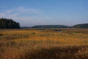 a bed of reeds