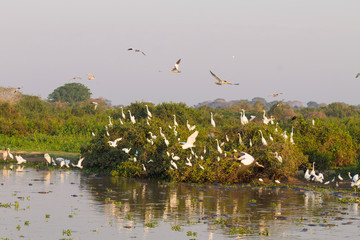 Beautiful Pantanal landscape, South America, Brazil