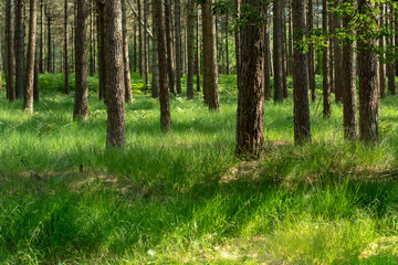 Kempen forest in Brabant, Netherlands, healthy walking in sunny day in pine forest with green grass