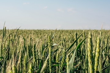 Russian village in summer