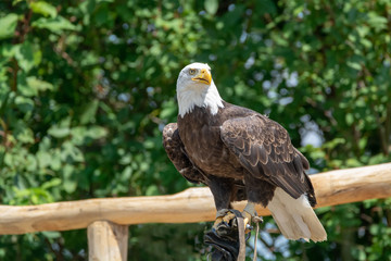 National animal of USA white-tailed big American bald eagle bird close up
