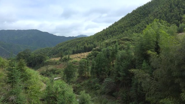 Giant bamboo in the countryside with China mountains. Danxia region, China