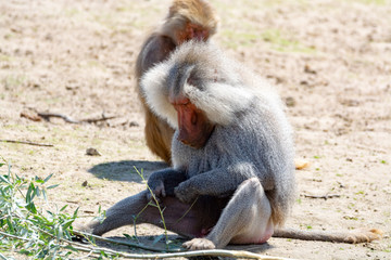 Adult male hamadryas baboon monkey sitting and eating bamboo leaves