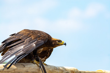 Golden eagle, Aquila chrysaetos, one of the best-known large birds of prey in the Northern...
