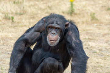 Black chimpanzees monkey leaving in safari park close up