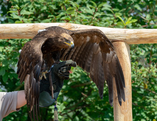 Golden eagle, Aquila chrysaetos, one of the best-known large birds of prey in the Northern Hemisphere