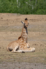 Naklejka na ściany i meble Giraffe animal in safari park close up