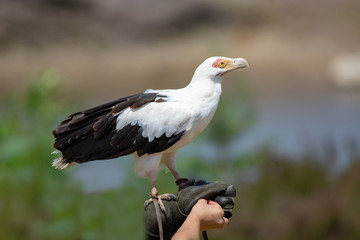 Palmnut Vulture, large white-black bird in safari park close up