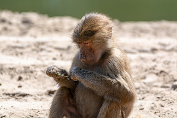 Adult olive baboon monkey sitting and eating bamboo leaves