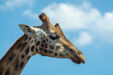 Portrait of funny looking giraffe animal only head and neck close up with blue sky background