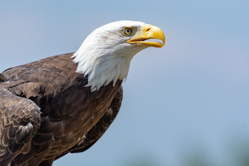 National animal of USA white-tailed big American bald eagle bird close up copy space