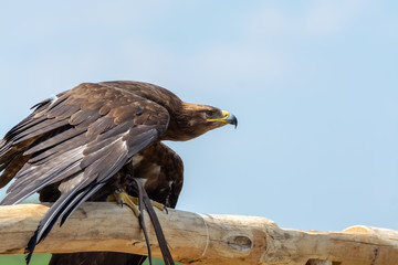 Golden eagle, Aquila chrysaetos, one of the best-known large birds of prey in the Northern...