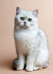 Cat of the British breed. Rare coloring - a silvery chinchilla