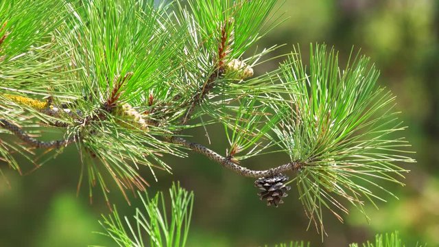 Close-up of a pine tree branch. Pitch Pine trees with fresh and green pine cones and green pine needles.