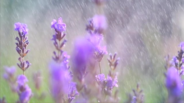 Lavender. Blooming violet fragrant lavender flowers on a field with rain drops, closeup. Background of growing lavender swaying on wind, harvest. Slow motion 4K UHD video 3840x2160