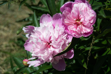 beautiful pink peonies