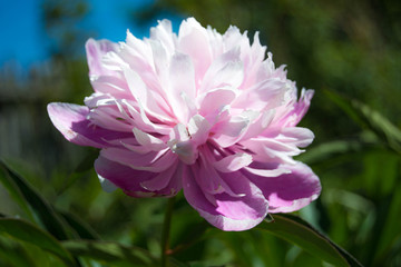 beautiful pink peonies