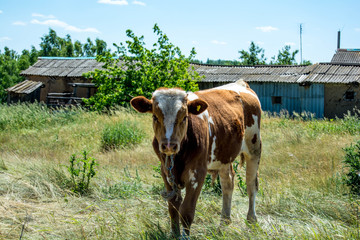 Russian village in summer