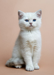 Cat of the British breed. Rare coloring - a silvery chinchilla