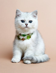 Fototapeta na wymiar Cat of the British breed. Rare coloring - a silvery chinchilla