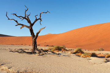 Fototapeta na wymiar Red sand dunes and scorched dead trees, Deadvlei, Sossusvlei, Namibia