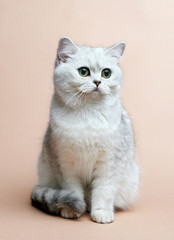 Obraz na płótnie Canvas Cat of the British breed. Rare coloring - a silvery chinchilla