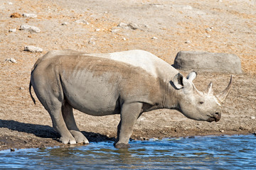 Black rhinoceros at a waterhole in Etosha National Park, Namibia