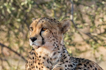 Fototapeta na wymiar Cheetah resting under a tree in Okonjima Nature Reserve, Namibia.