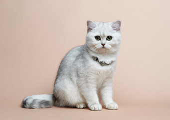 Cat of the British breed. Rare coloring - a silvery chinchilla