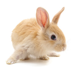 Obraz premium One red rabbit.