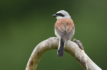 Red-backed Shrike (Lanius collurio)