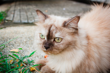 Naklejka na ściany i meble Portrait of a cat outdoor in the garden.
