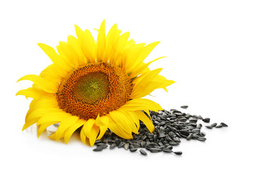 Beautiful sunflower and seeds on white background