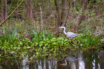 Graureiher im Flachwasser bei der Jagd im Naturschutzgebiet Boberger Niederungen in Hamburg, Deutschland.