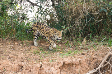 Jaguar from Pantanal, Brazil