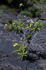 Gänsedistel (Sonchus spec.) - Wanderung am Volcan San Antonio