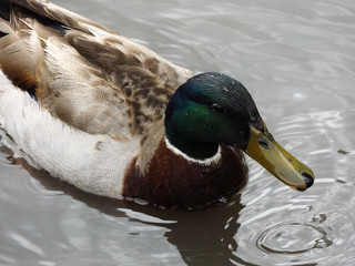 Mallard duck.