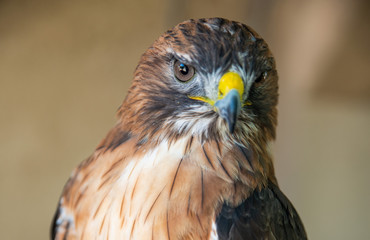 Red Tail Hawk