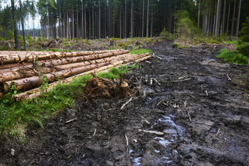  Natural wooden background - closeup of chopped firewood. Firewood stacked and prepared for winter. Pile of wood logs. Selective focus
