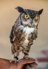Owl